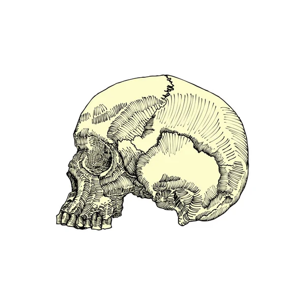 头骨解剖素描 — 图库矢量图片