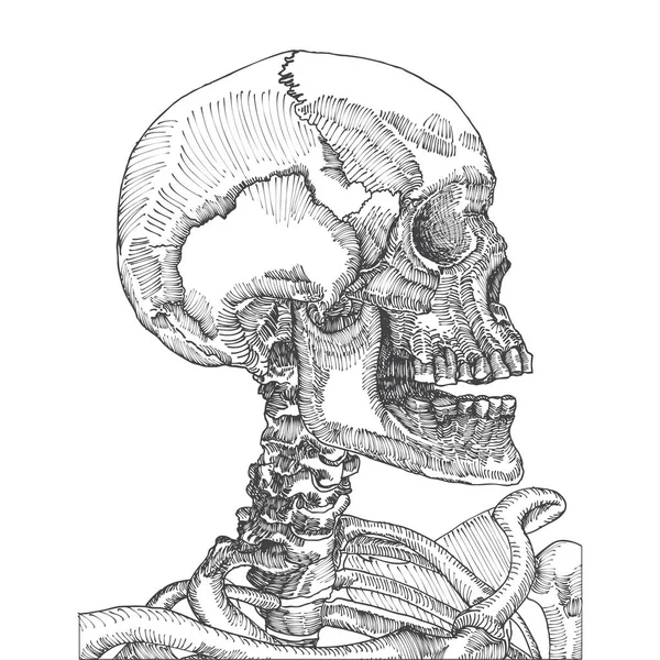 Szkic anatomicznej czaszki — Wektor stockowy