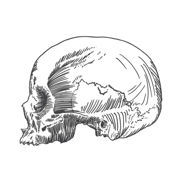解剖学的な頭蓋骨のスケッチ — ストックベクタ