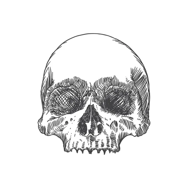 Anatomik kafatası kroki — Stok Vektör