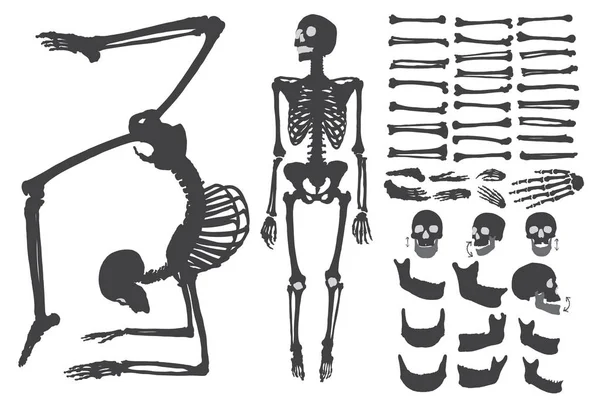 Conjunto de colecção de esqueletos de ossos humanos — Vetor de Stock