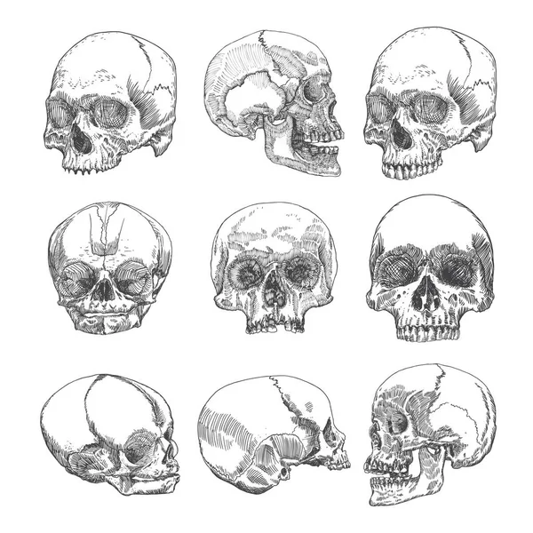 Grande serie di crani anatomici — Vettoriale Stock