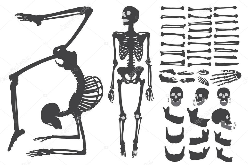 Human bones skeleton collection set