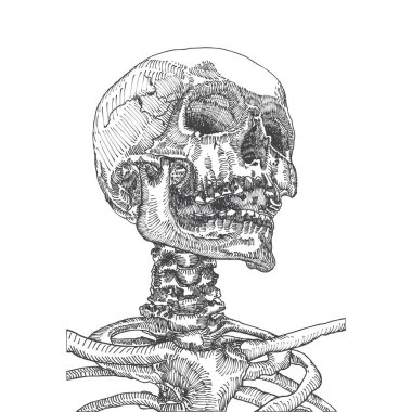 Anatomik kafatası kroki