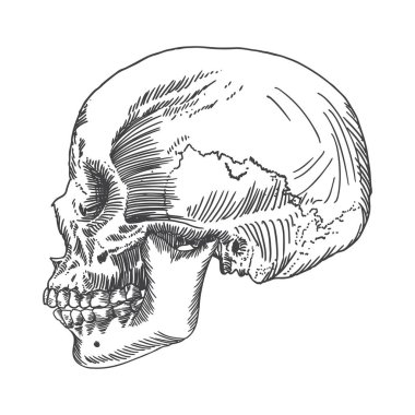 Anatomik kafatası kroki