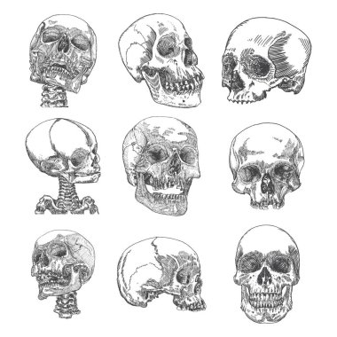 Anatomik kafatası skeçler kümesi