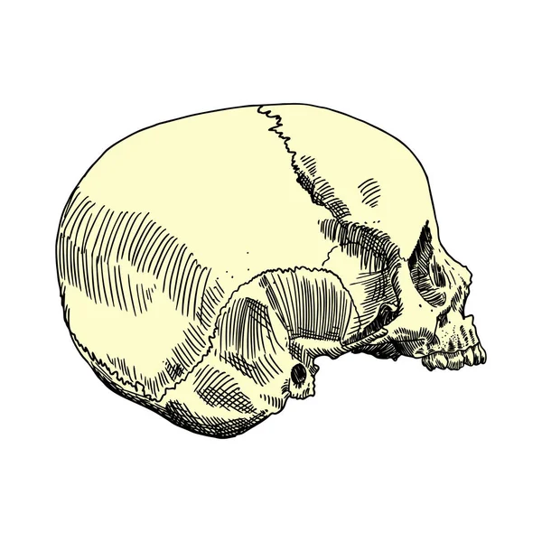 Anatomische schedel schets — Stockvector