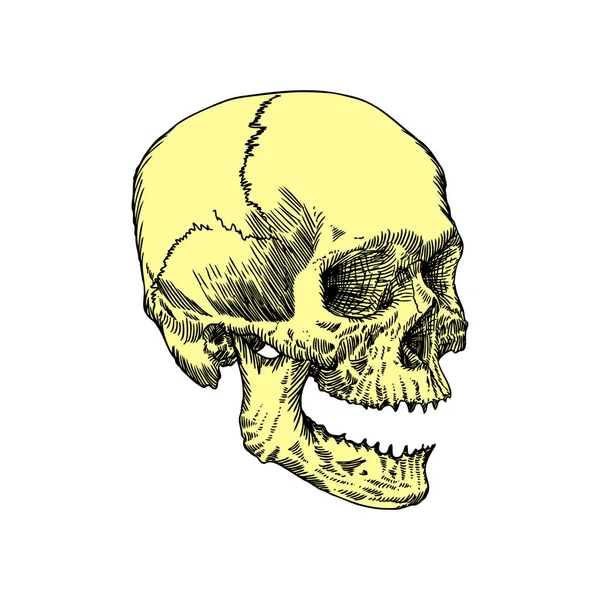 Esbozo anatómico del cráneo — Archivo Imágenes Vectoriales