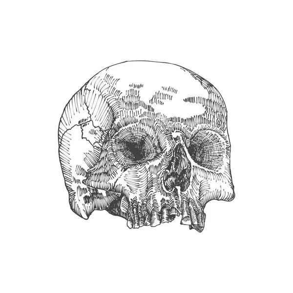 Skizze eines anatomischen Schädels — Stockvektor