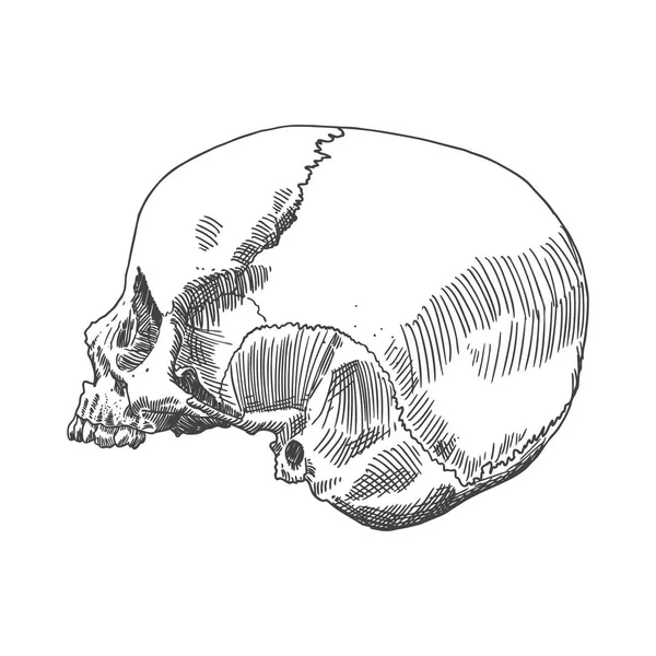 Schita craniului anatomic — Vector de stoc