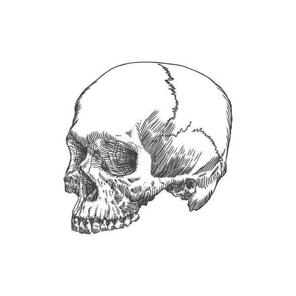 Anatomic skull sketch — Stock Vector