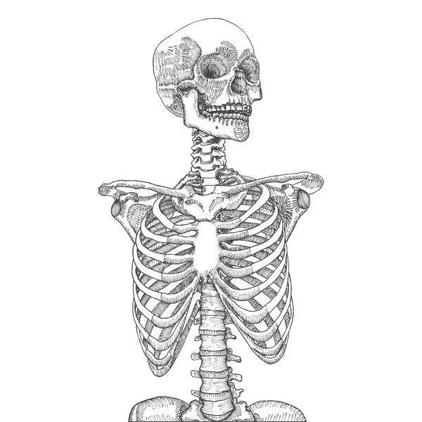 Cage thoracique humaine avec crâne croquis — Image vectorielle