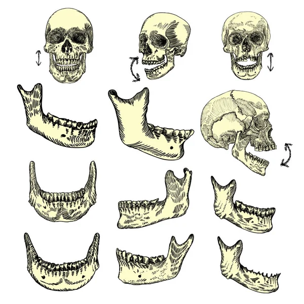 Anatomik kafatası skeçler kümesi — Stok Vektör