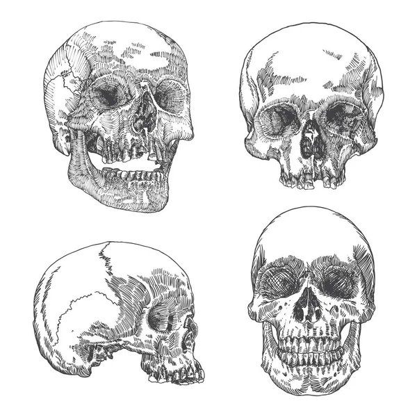 Conjunto de bocetos anatómicos del cráneo — Archivo Imágenes Vectoriales