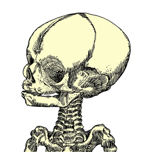Anatomische schedel schets — Stockvector