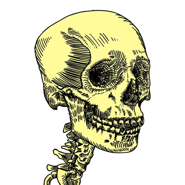 Anatomic skull sketch — Stock Vector