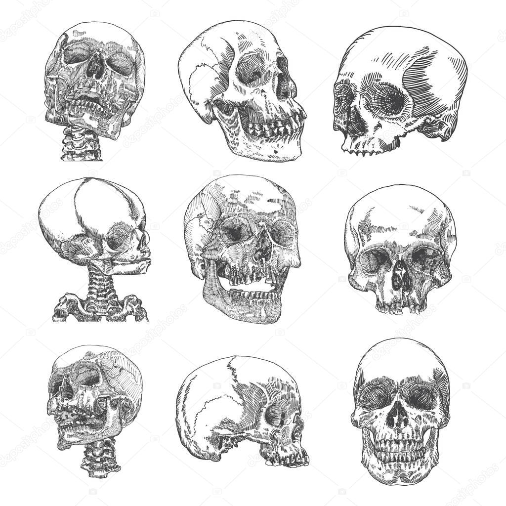 Set of anatomic skull sketches