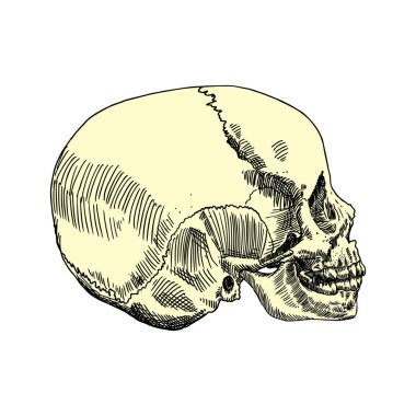 Anatomik kafatası kroki