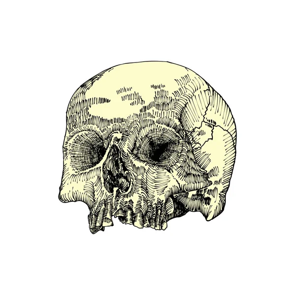 Dibujo de cono pintado de acuarela — Archivo Imágenes Vectoriales