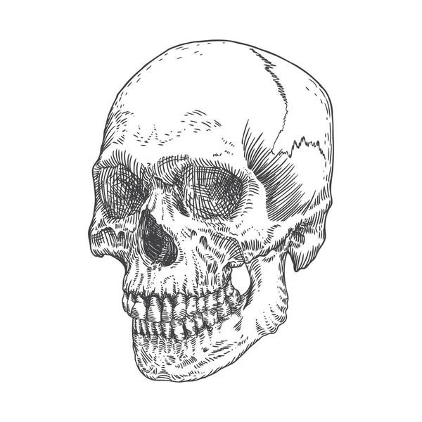 Skizze eines anatomischen Schädels — Stockvektor