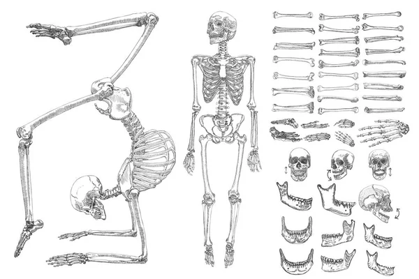 Conjunto de colecção de esqueletos de ossos humanos —  Vetores de Stock