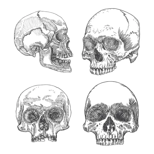 Set of anatomic skull sketches — Stock Vector