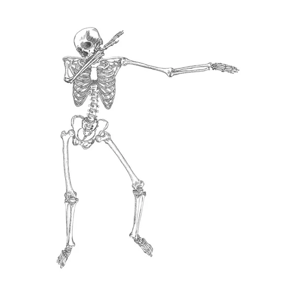 Human skeleton dancing sketch — Stock Vector