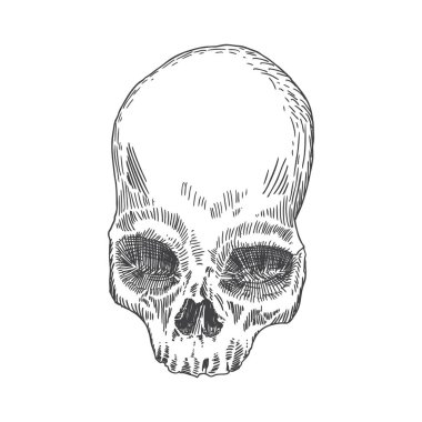 Anatomik kafatası kroki