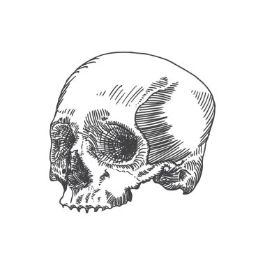 Anatomik kafatası kroki