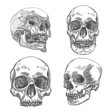 Anatomik kafatası skeçler kümesi