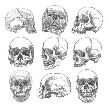 Anatomik kafatası skeçler kümesi