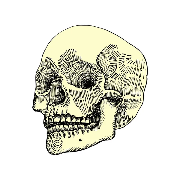 Esbozo anatómico del cráneo — Vector de stock