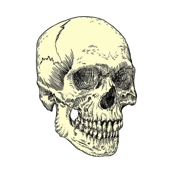 Анатомічні череп ескіз — стоковий вектор