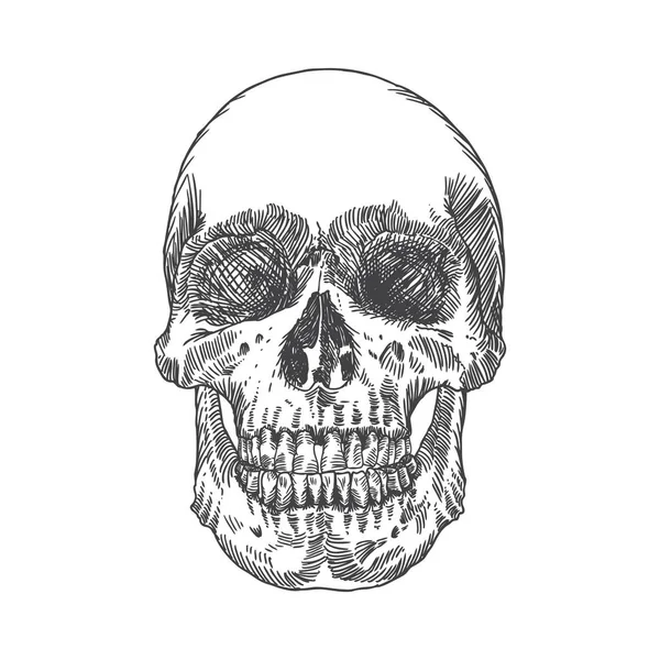 解剖学的な頭蓋骨のスケッチ — ストックベクタ