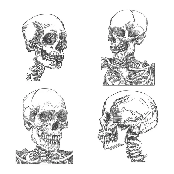 Zbiór szkiców anatomicznej czaszki — Wektor stockowy