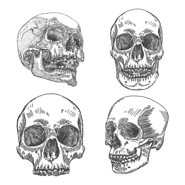 解剖学的な頭蓋骨のスケッチ セット — ストックベクタ