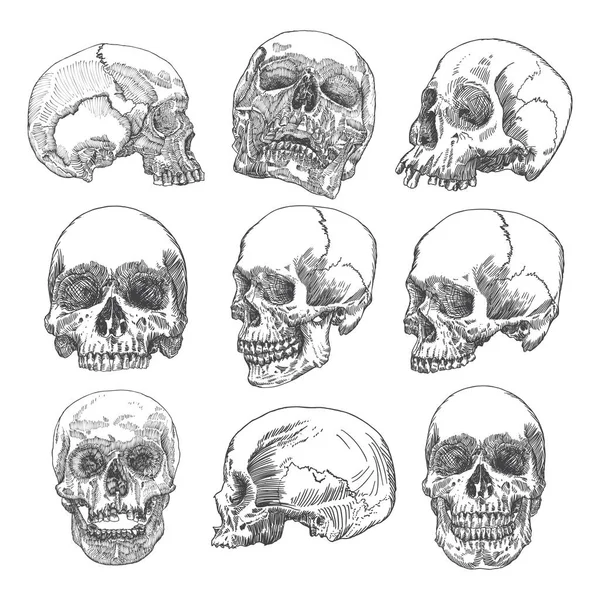 Serie di schizzi anatomici del cranio — Vettoriale Stock