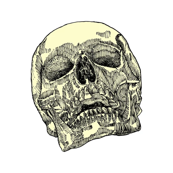 Esboço anatômico do crânio — Vetor de Stock