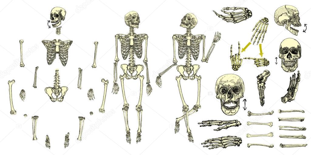 Human bones skeleton collection set