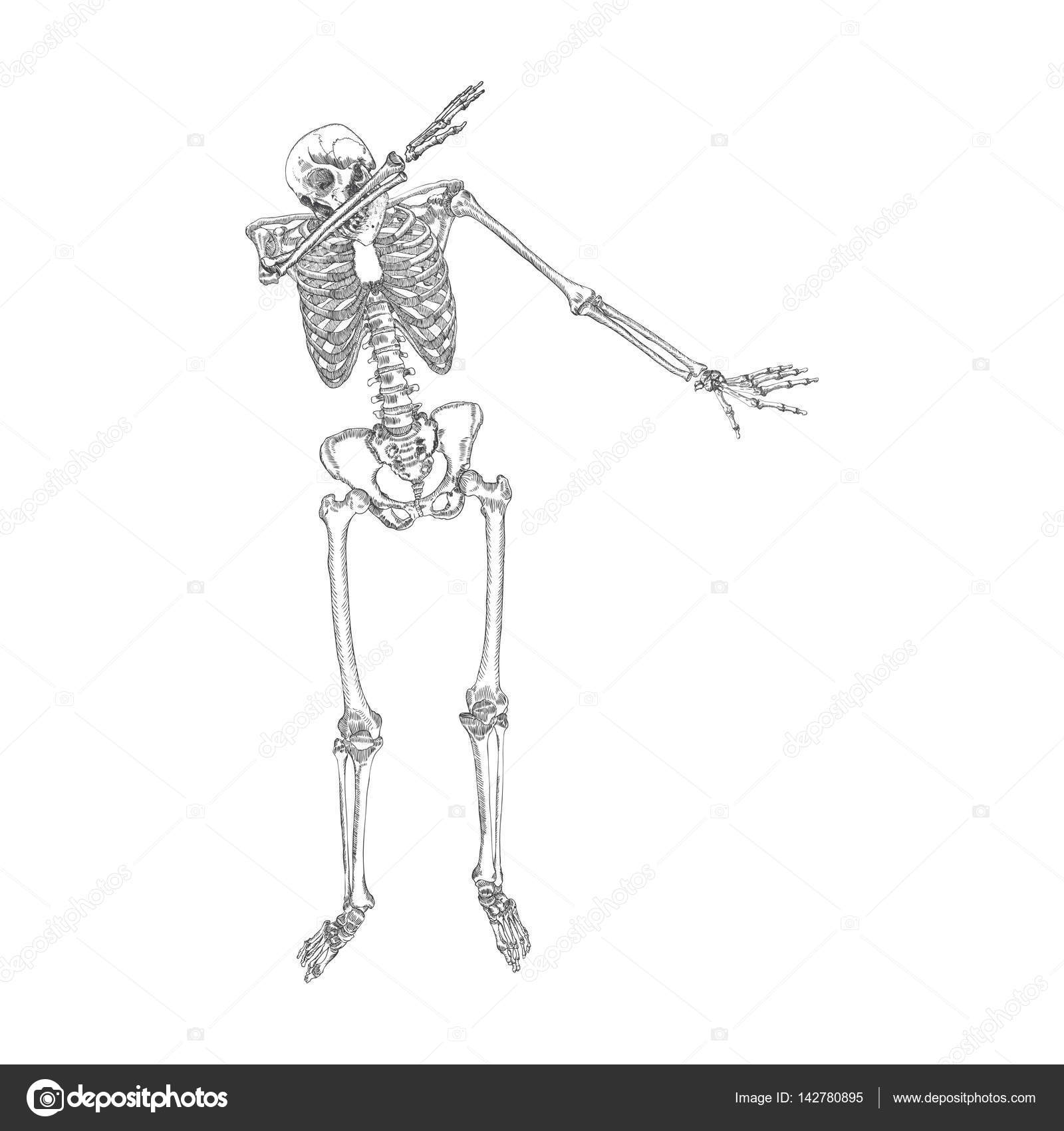 skeleton sketch skeleton sketch