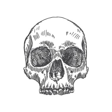 Anatomik kafatası kroki