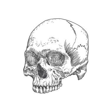 Anatomik kafatası kroki