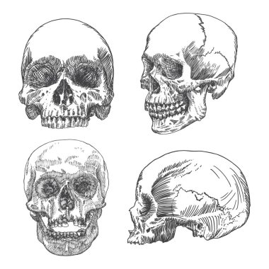 Anatomik kafatası skeçler kümesi