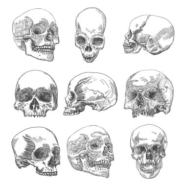 Anatomik kafatası skeçler kümesi