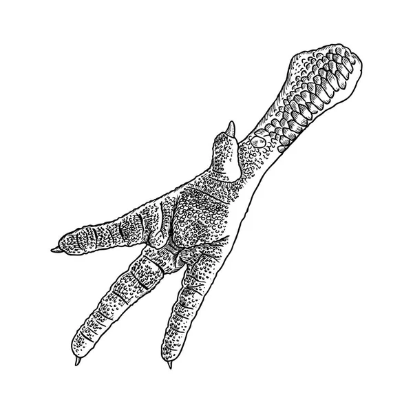 Kip voet tekening — Stockvector