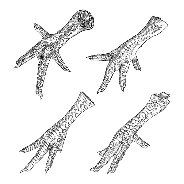 Набор куриных ножек — стоковый вектор