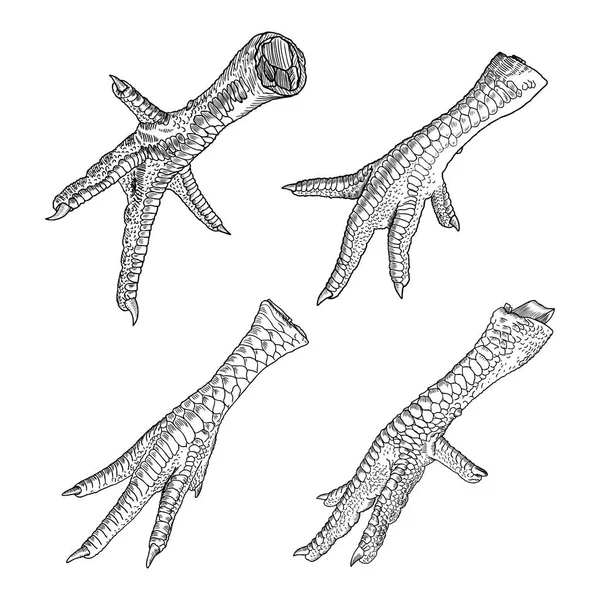 鶏の足のセット — ストックベクタ