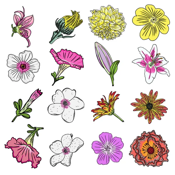 Conjunto de flores de verano — Vector de stock