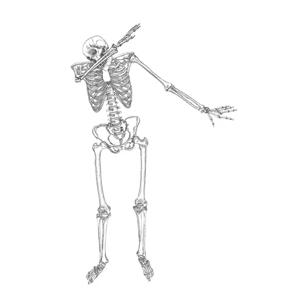 Human skeleton dancing sketch — Stock Vector