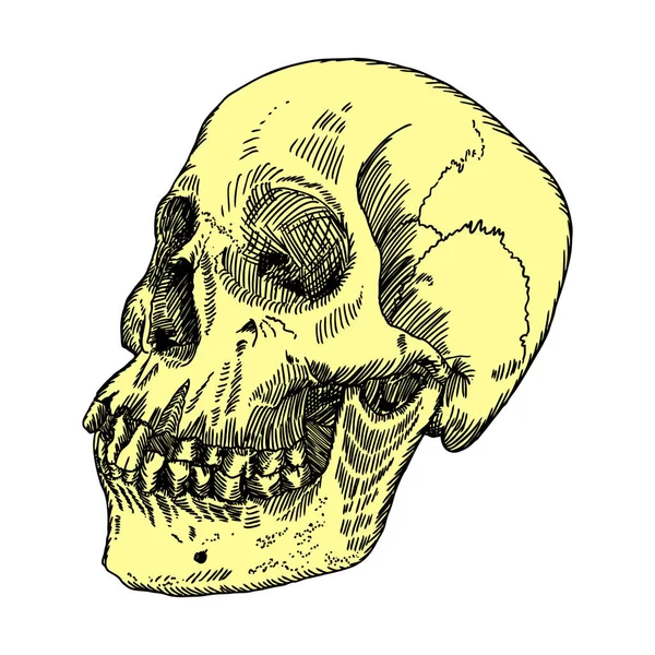Skizze eines anatomischen Schädels — Stockvektor